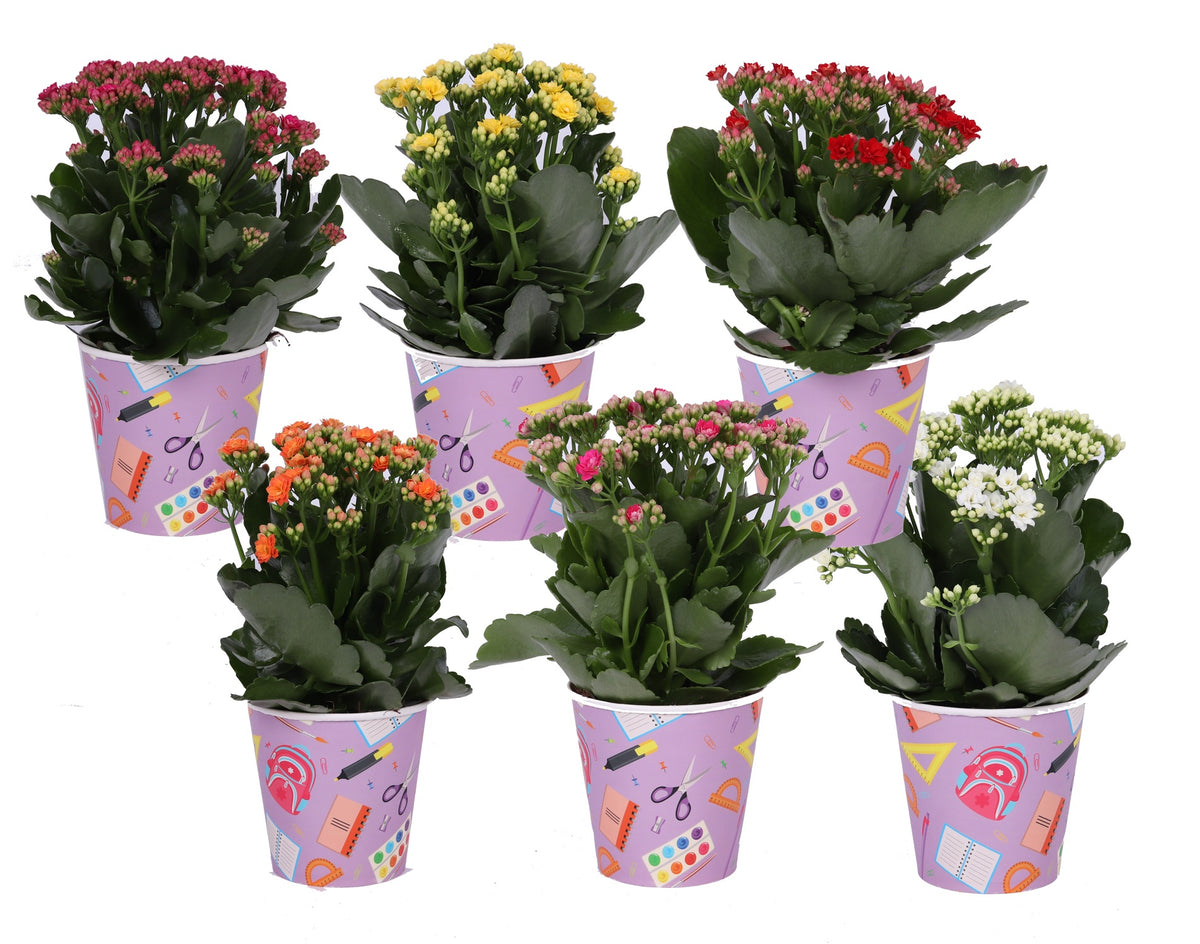 Kalanchoe Rosalina mix 27cm 12cm Pot