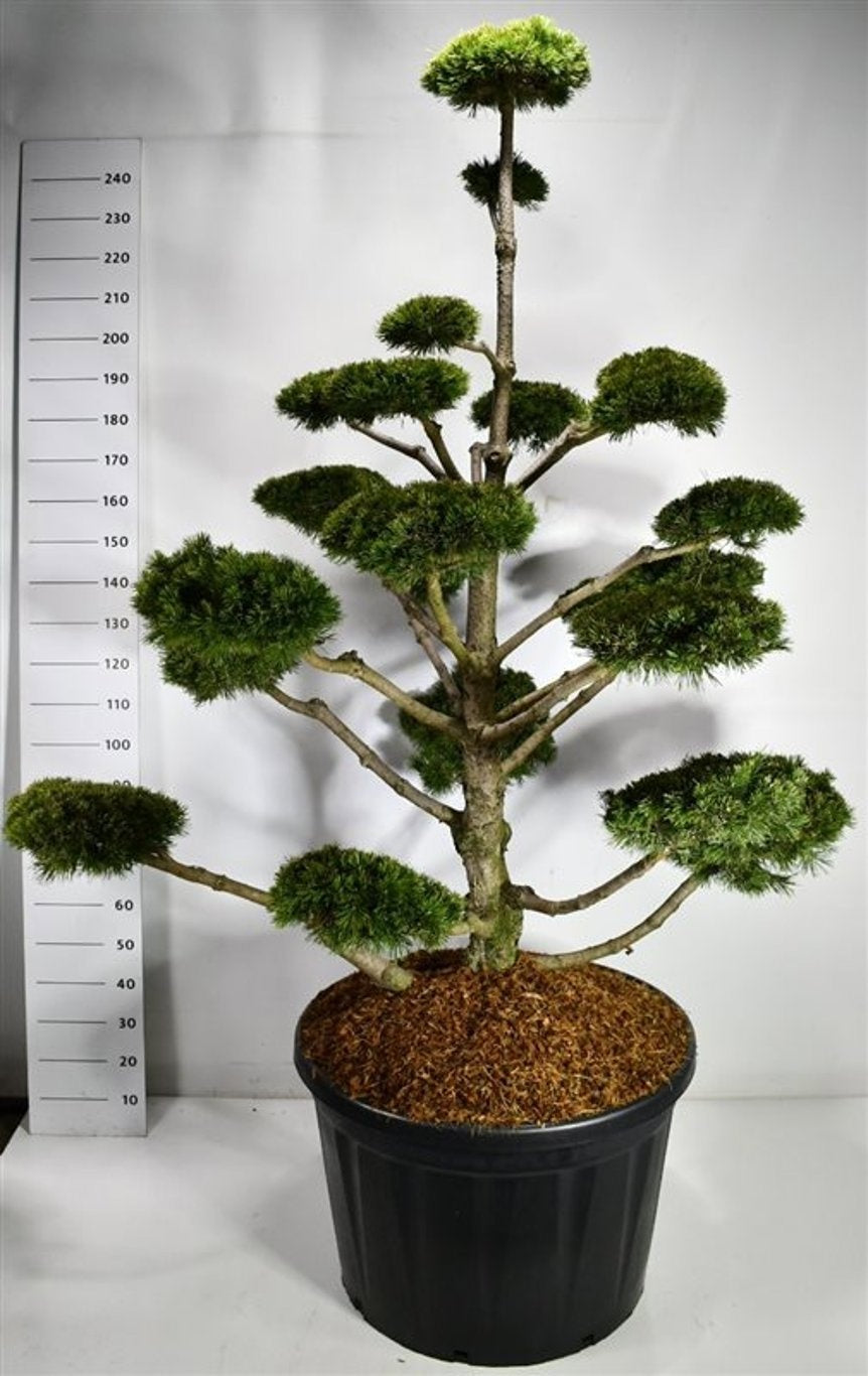 Pinus mugo Gnom 240cm 83cm Pot