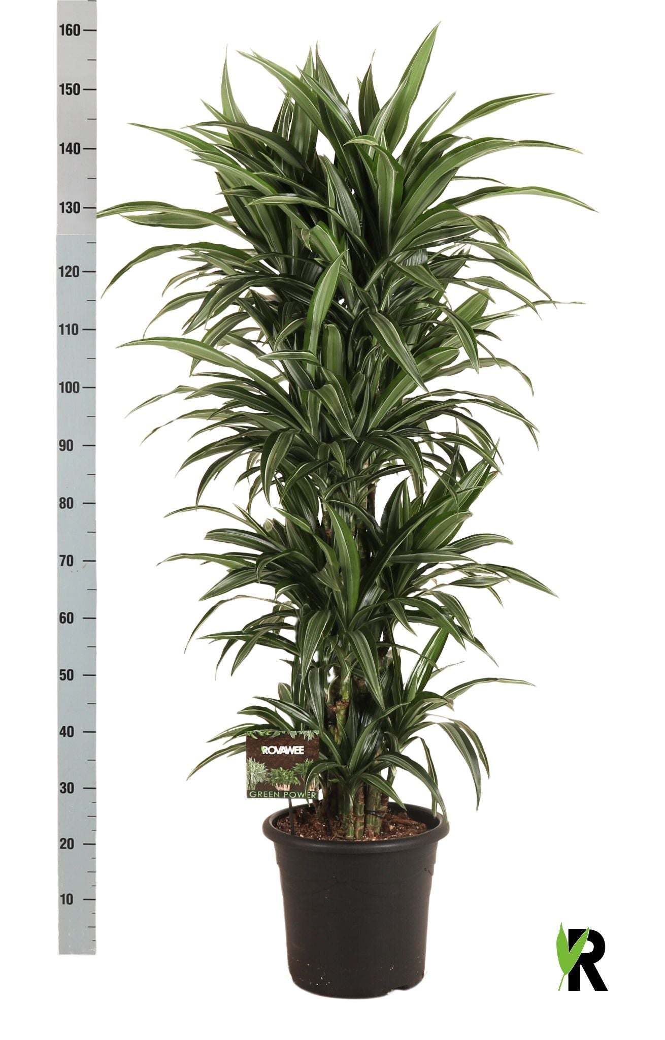 Dracaena frag. Ulises 150cm 32cm Pot