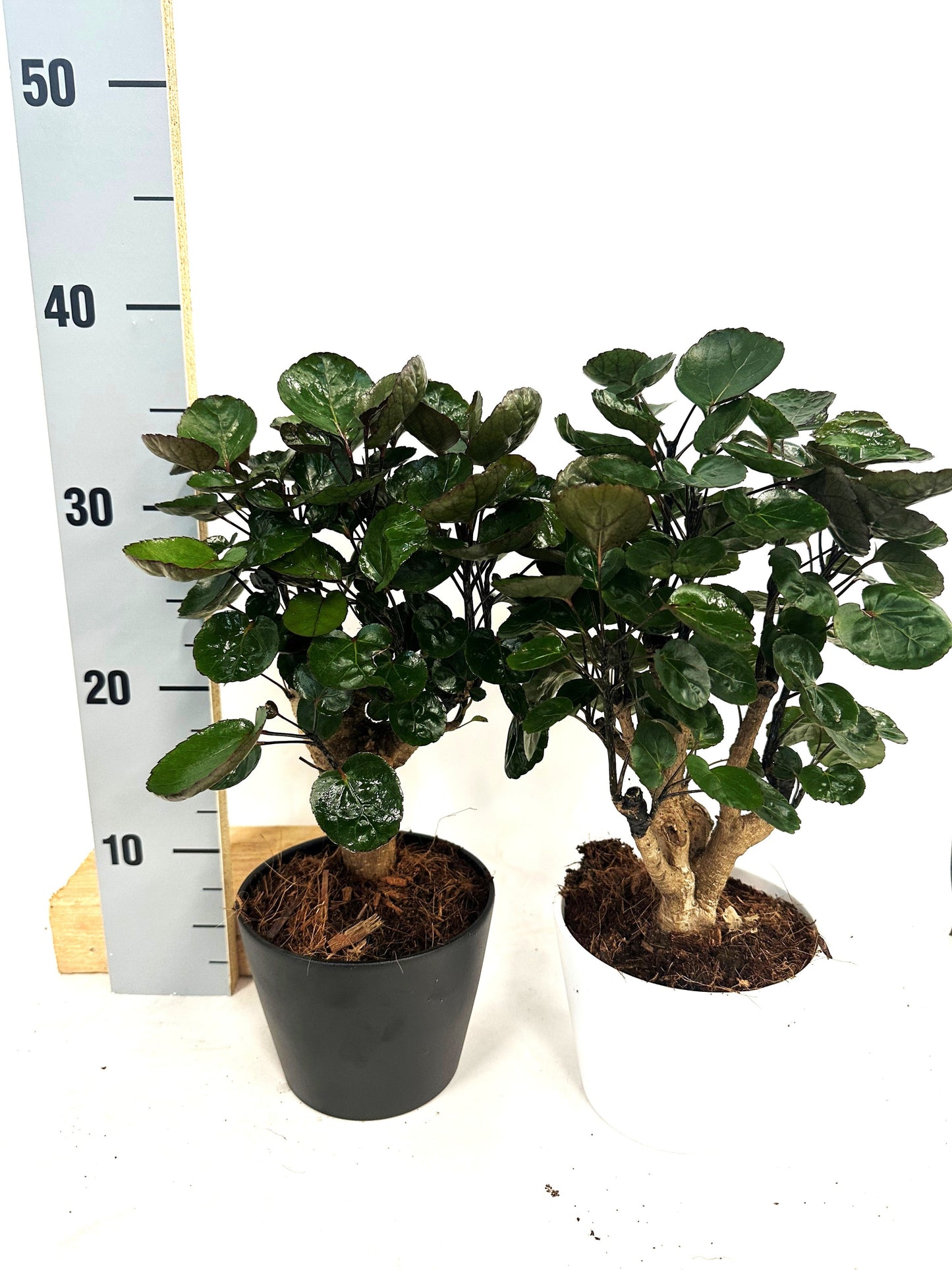 Polyscias Fabian 35cm 13cm Pot