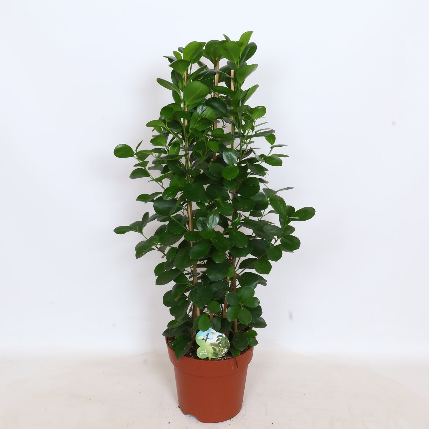 Peeters Potplanten BV Ficus micr. Moclame Pack of 1