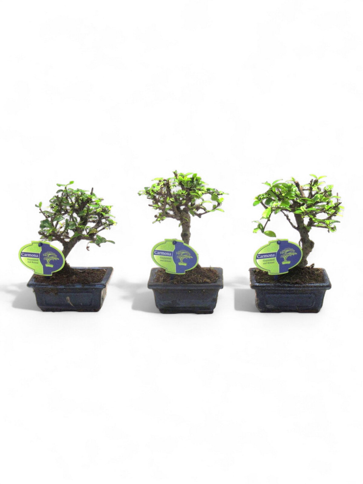 Carmona Bonsai 20cm 12cm Pot