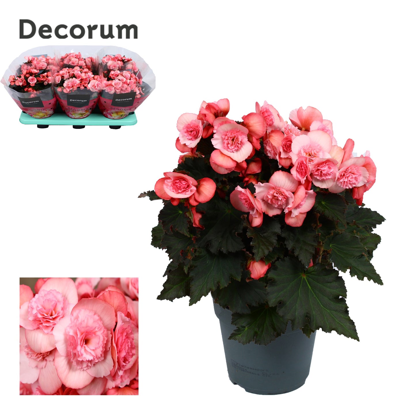 Begonia elatior Joy Pink 32cm 14cm Pot