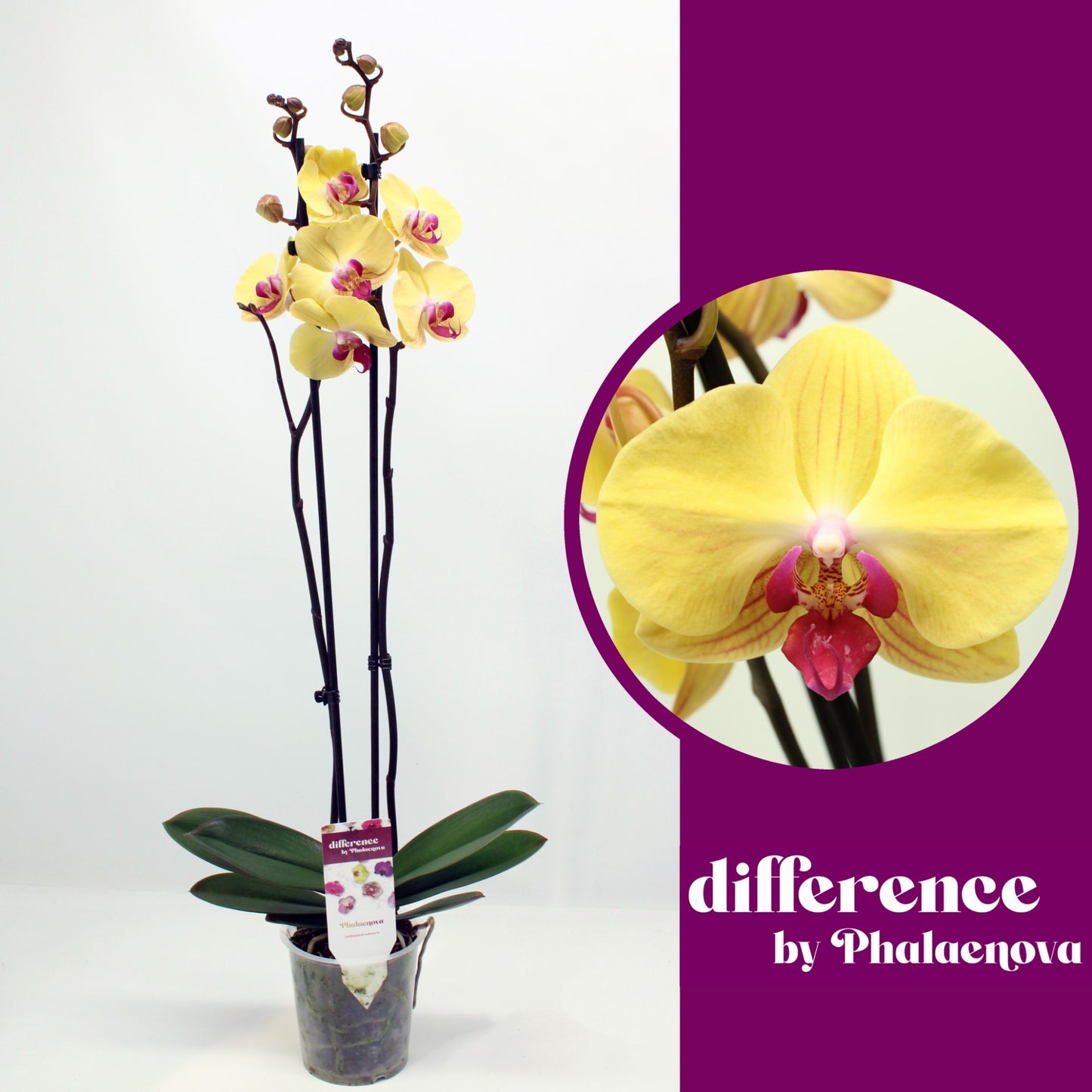 Phalaenopsis Goldion 70cm 12cm Pot