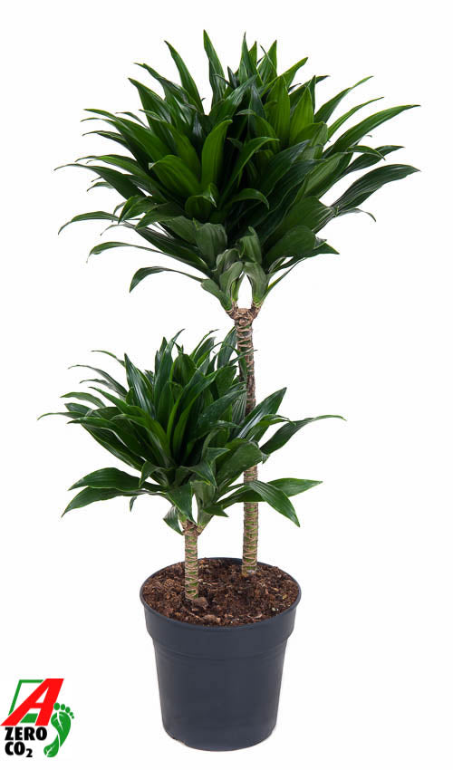 Dracaena fragrans Compacta 45-15 80cm 19cm Pot