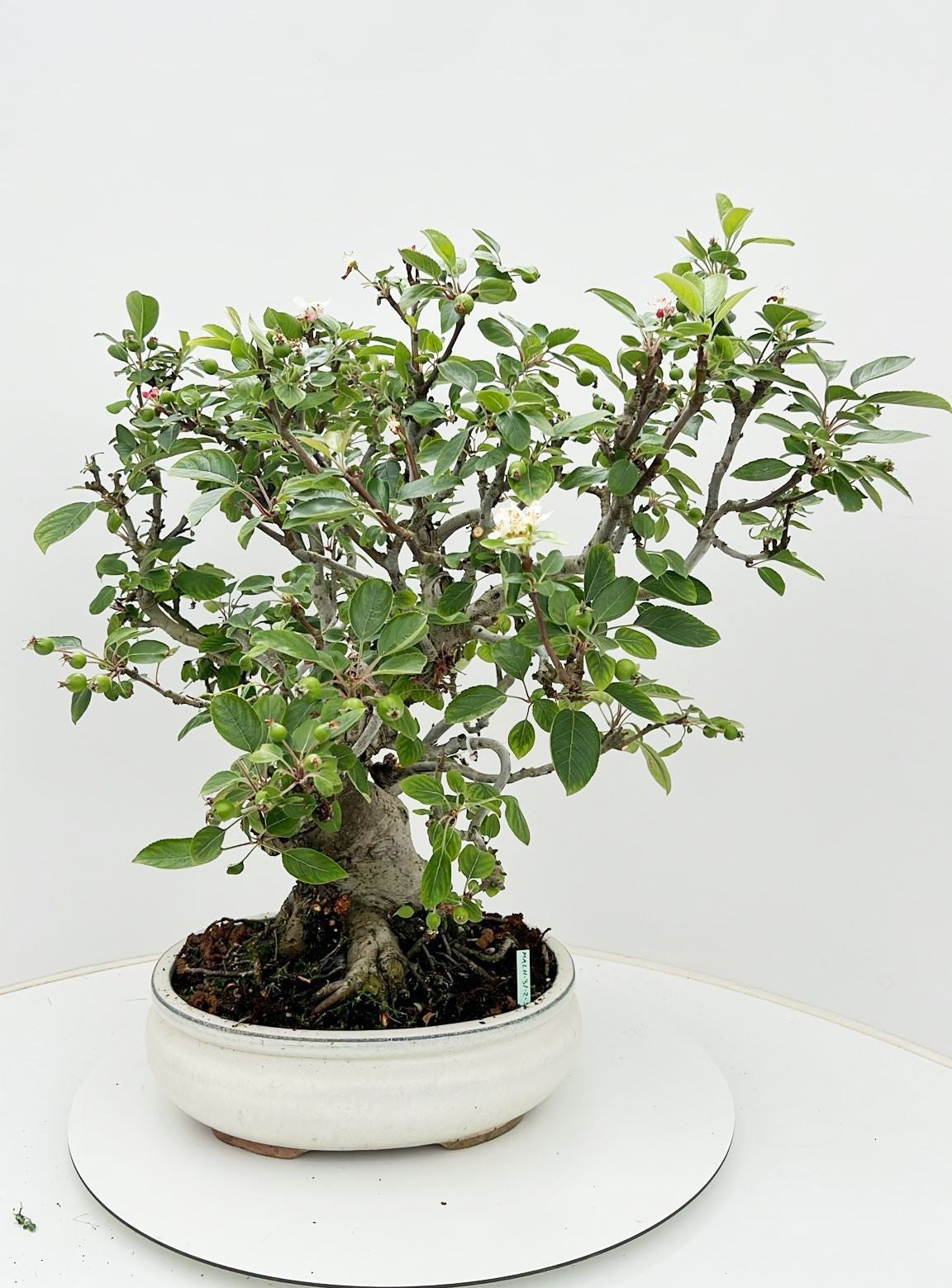 Bonsai Metasequoia Forest 65cm 31cm Pot