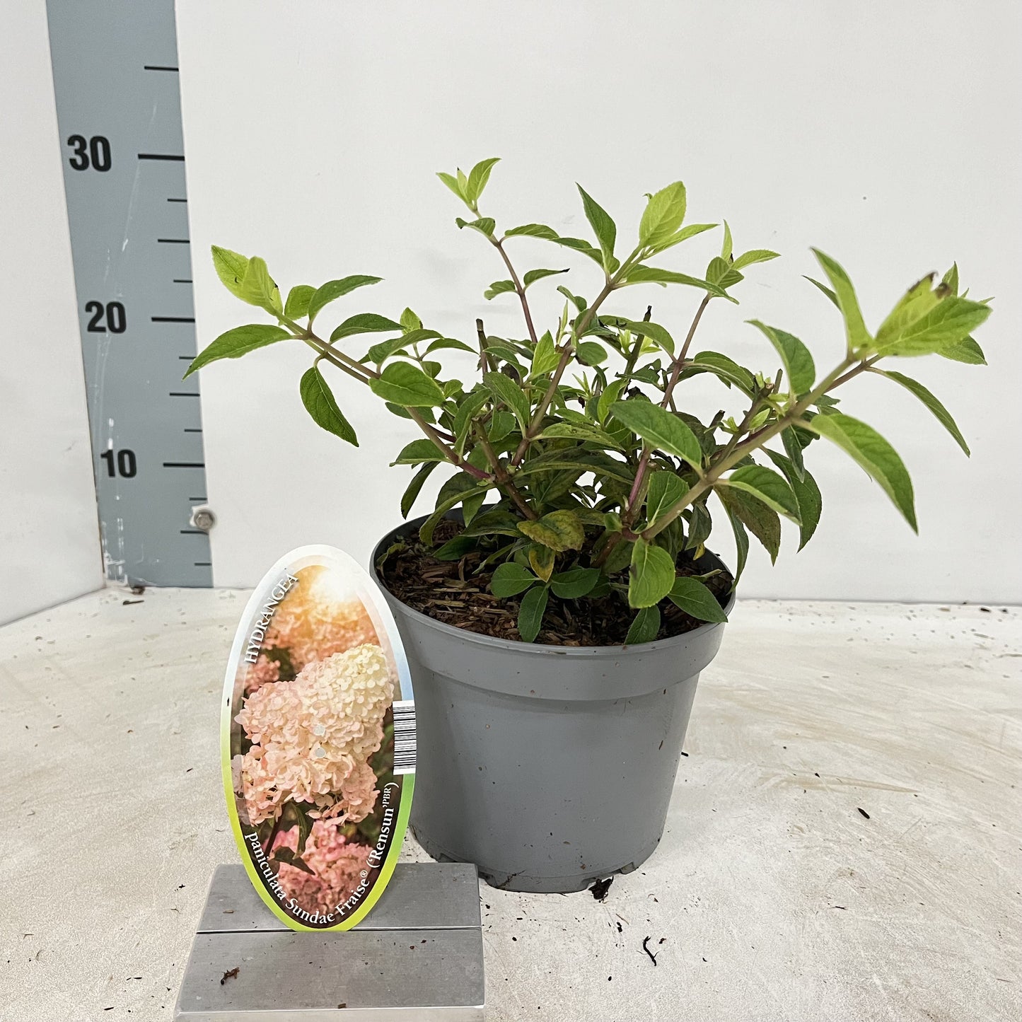 About Plants Zundert BV Hydrangea pan. Sundae Fraise Pack of 1