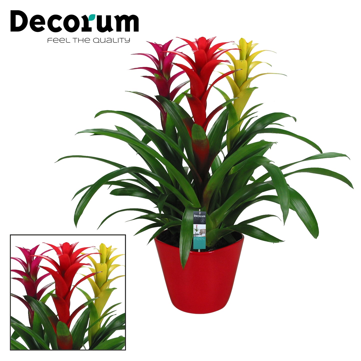 arr. Bromelia 21cm Pot