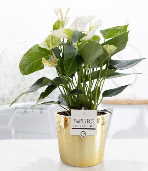 Anthurium andraeanum 45cm 12cm Pot
