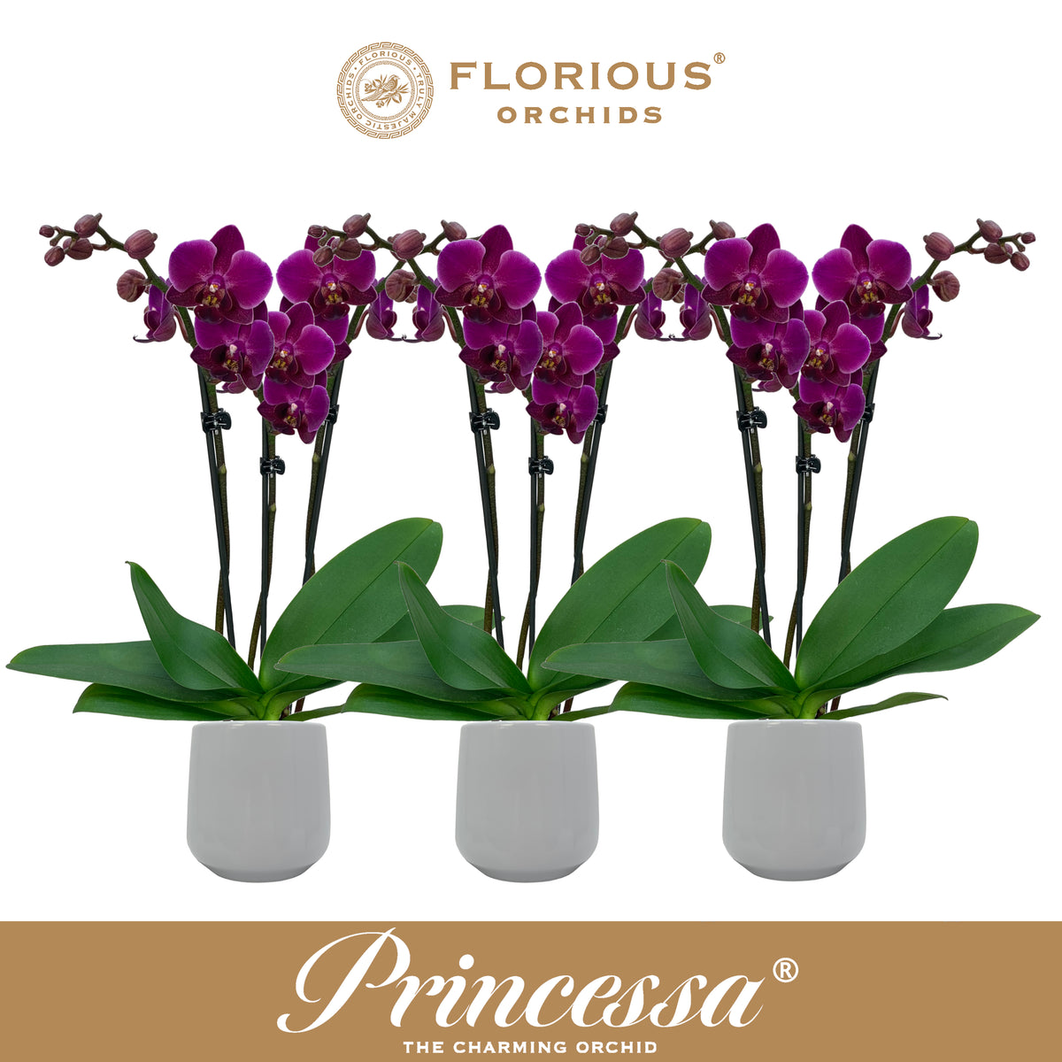 Phalaenopsis purple 40cm 9cm Pot