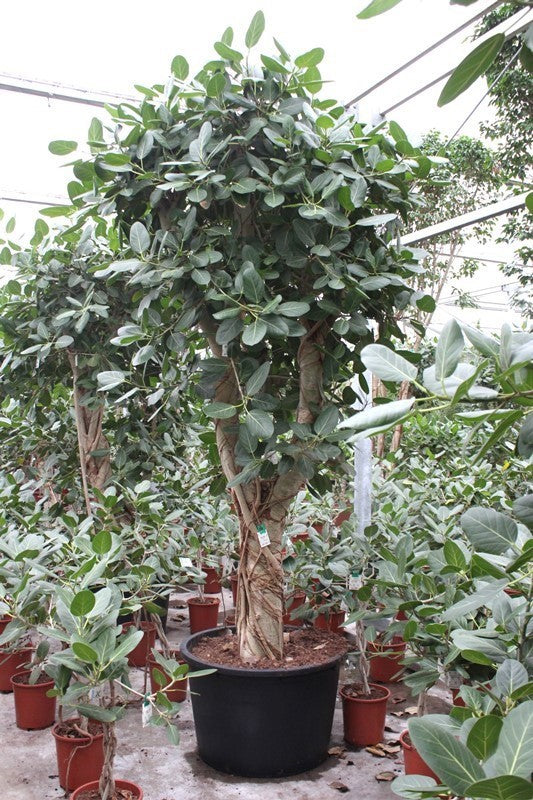 Ficus benghalensis 325cm 85cm Pot