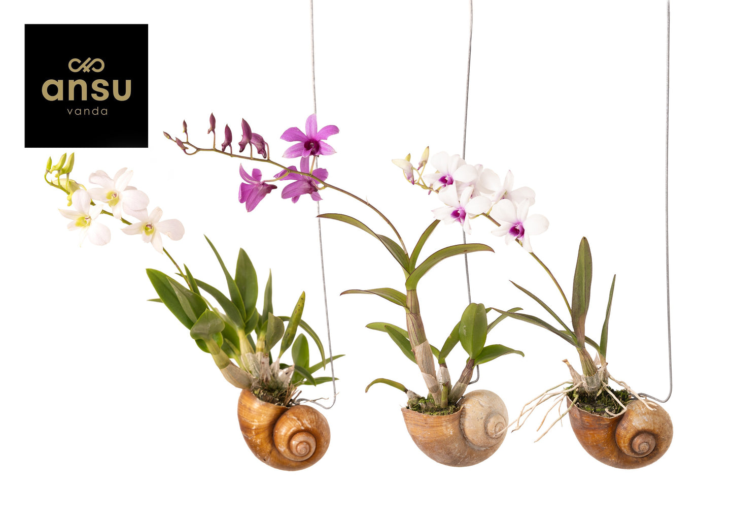 Ansu Dendrobium comp. mix Pack of 6