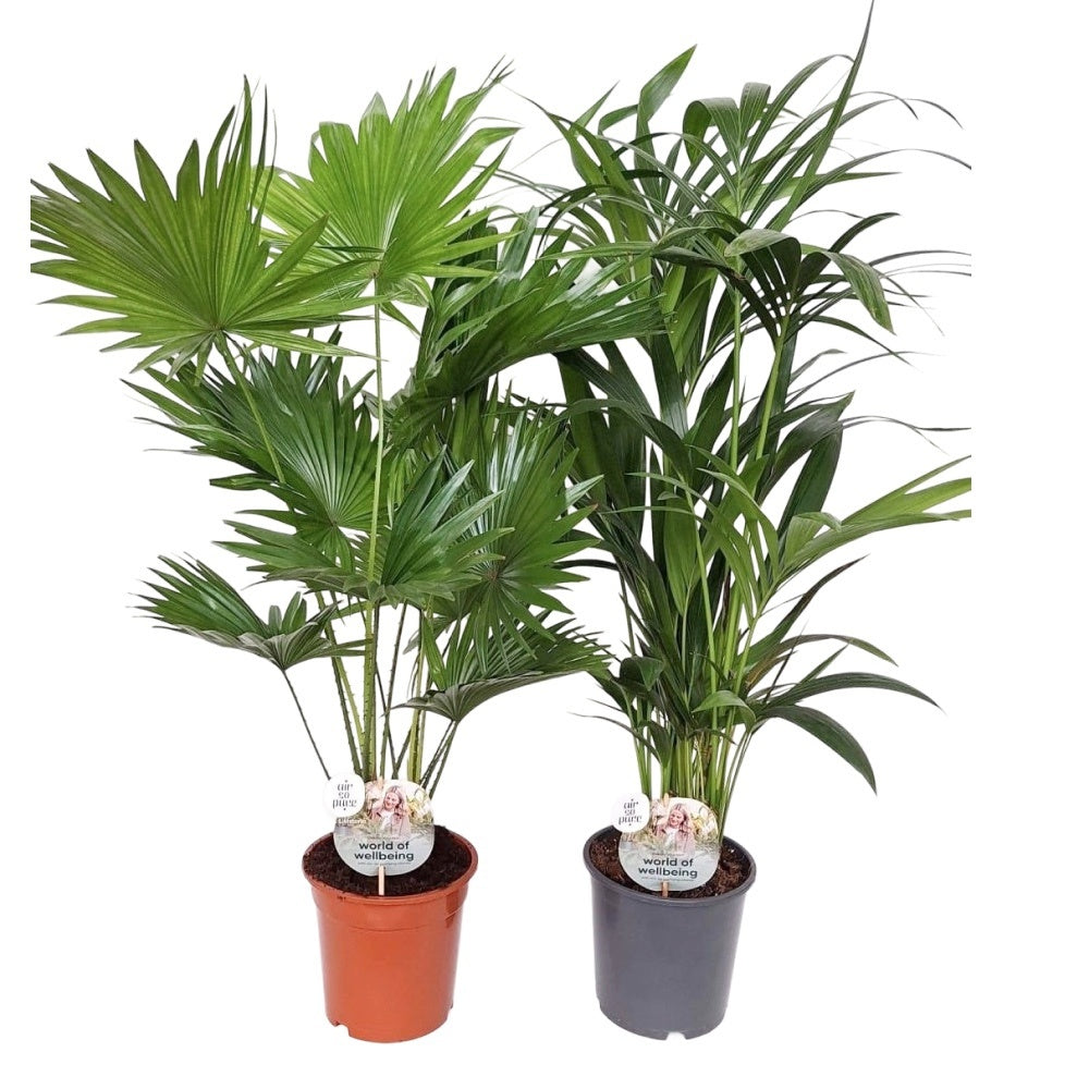 Palms mix 90cm 19cm Pot