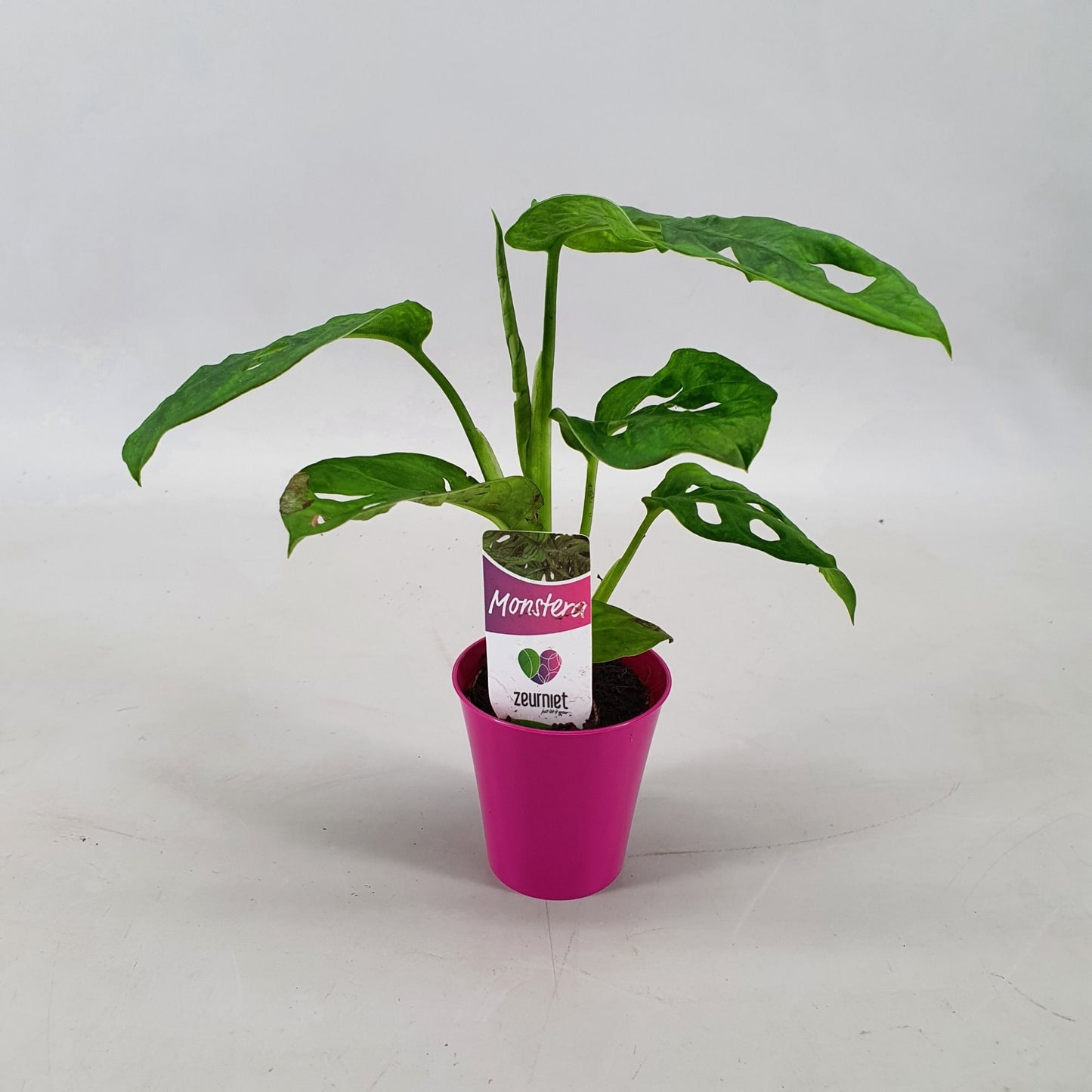 Monstera Monkey Leaf 25cm 6.5cm Pot