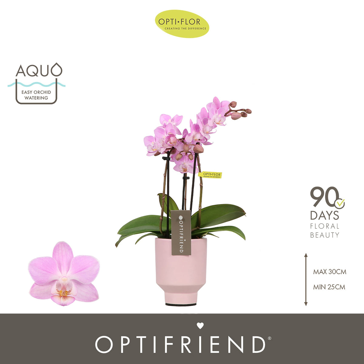 Phalaenopsis pink 25cm 7cm Pot