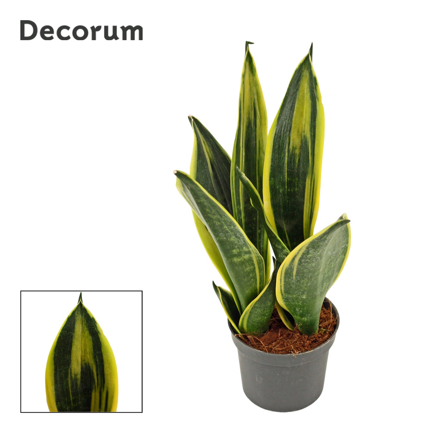 Sansevieria trifasciata 28cm 9cm Pot