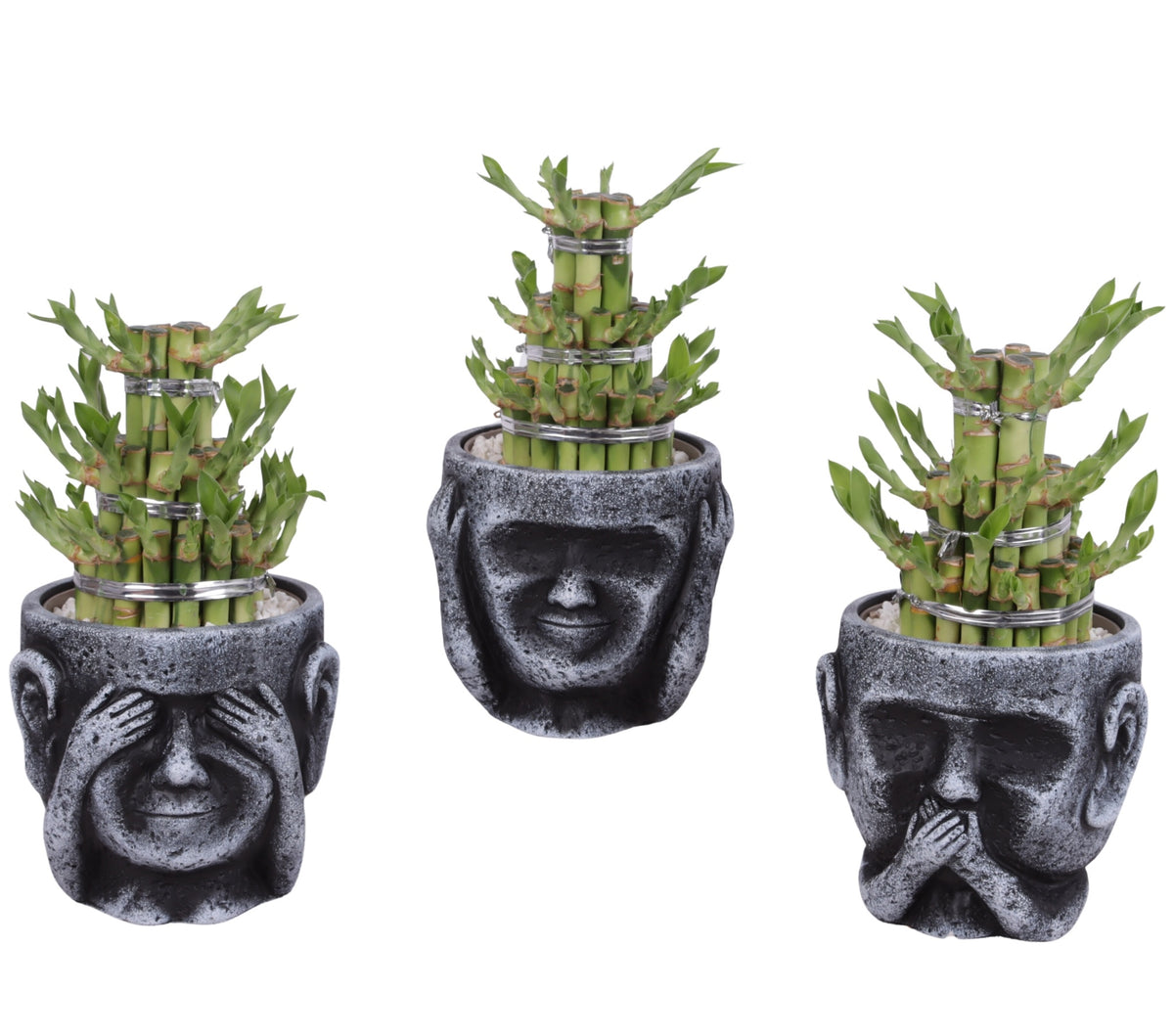 Drac. Lucky Bamboo 25cm 15cm Pot