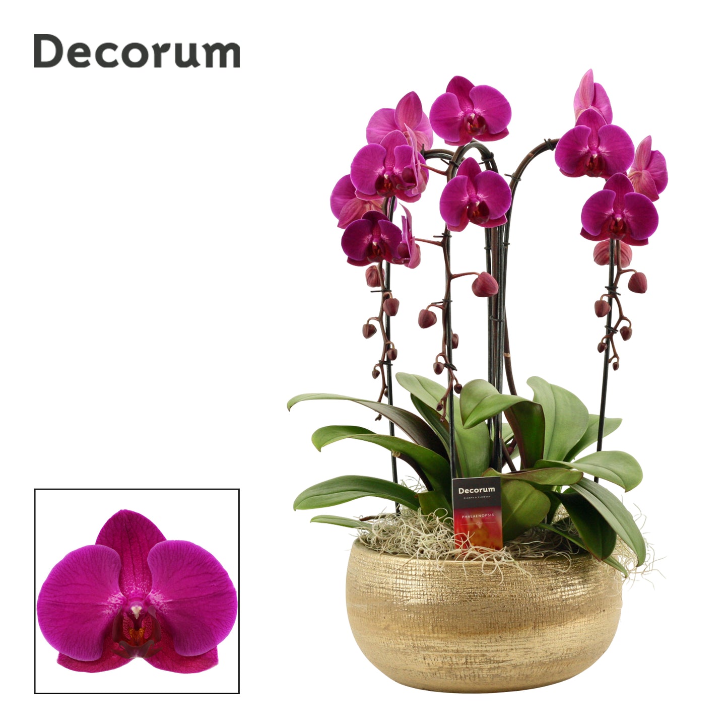 Phalaenopsis purple 55cm 27cm Pot