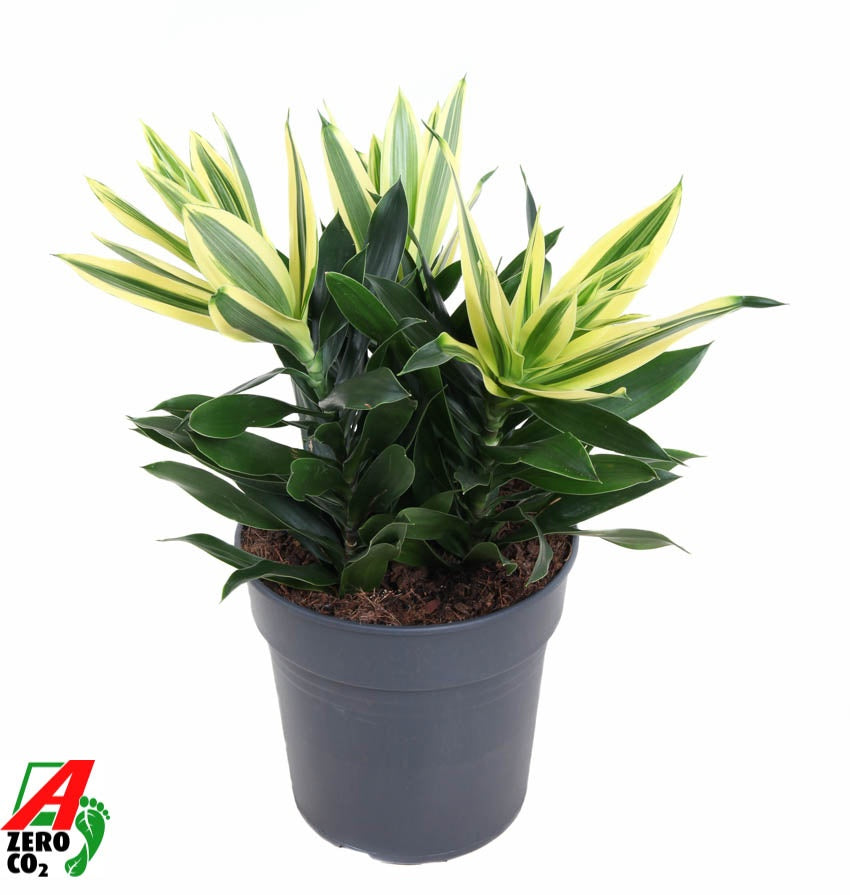 Dracaena reflexa 50cm 19cm Pot