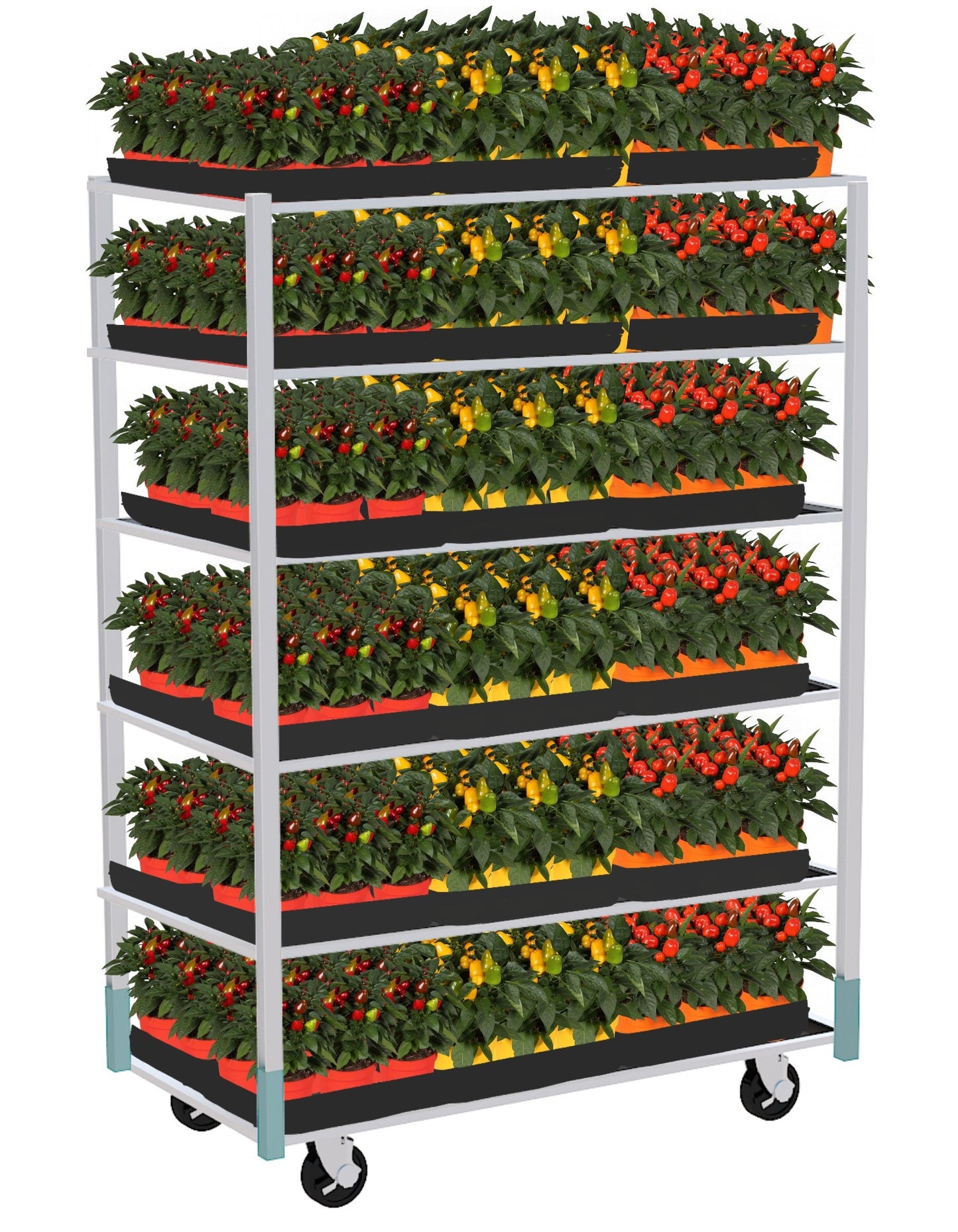 Capsicum ann. Samba mix 30cm 12cm Pot