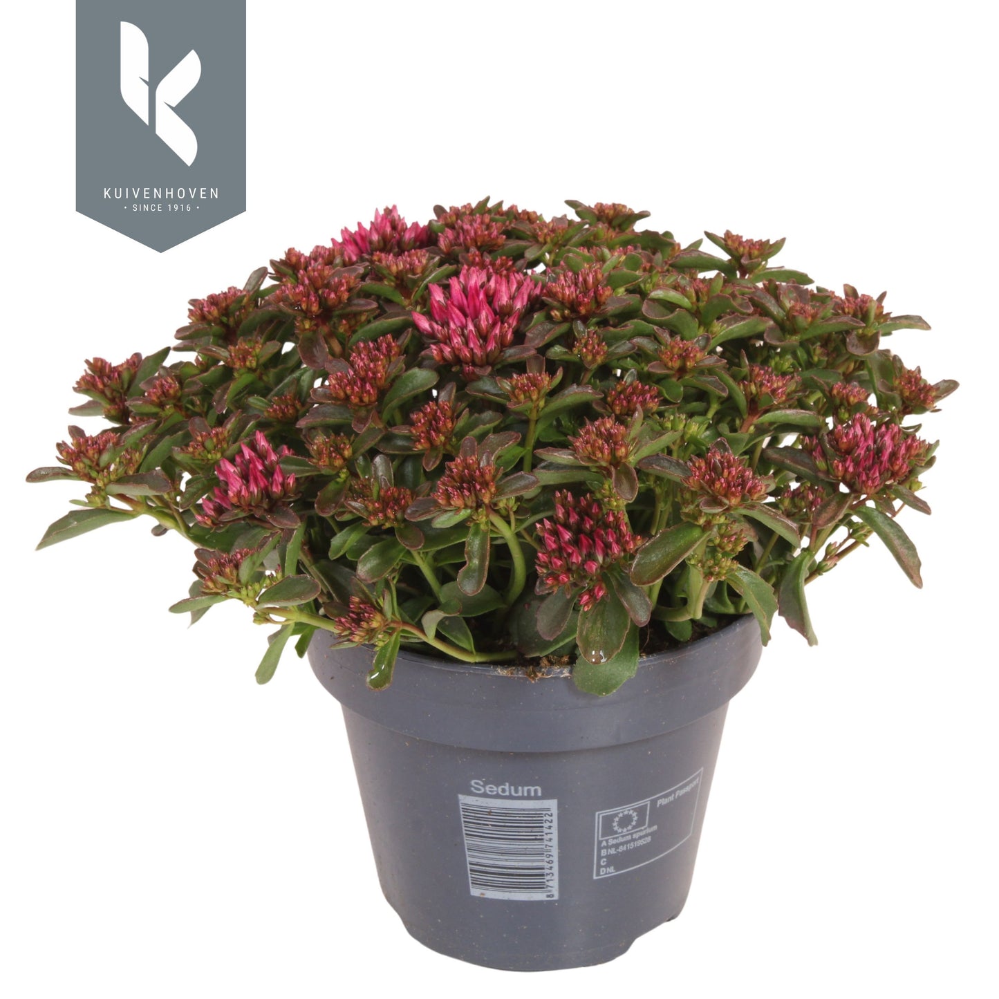 Sedum Spot on Deep Rose 25cm 15cm Pot
