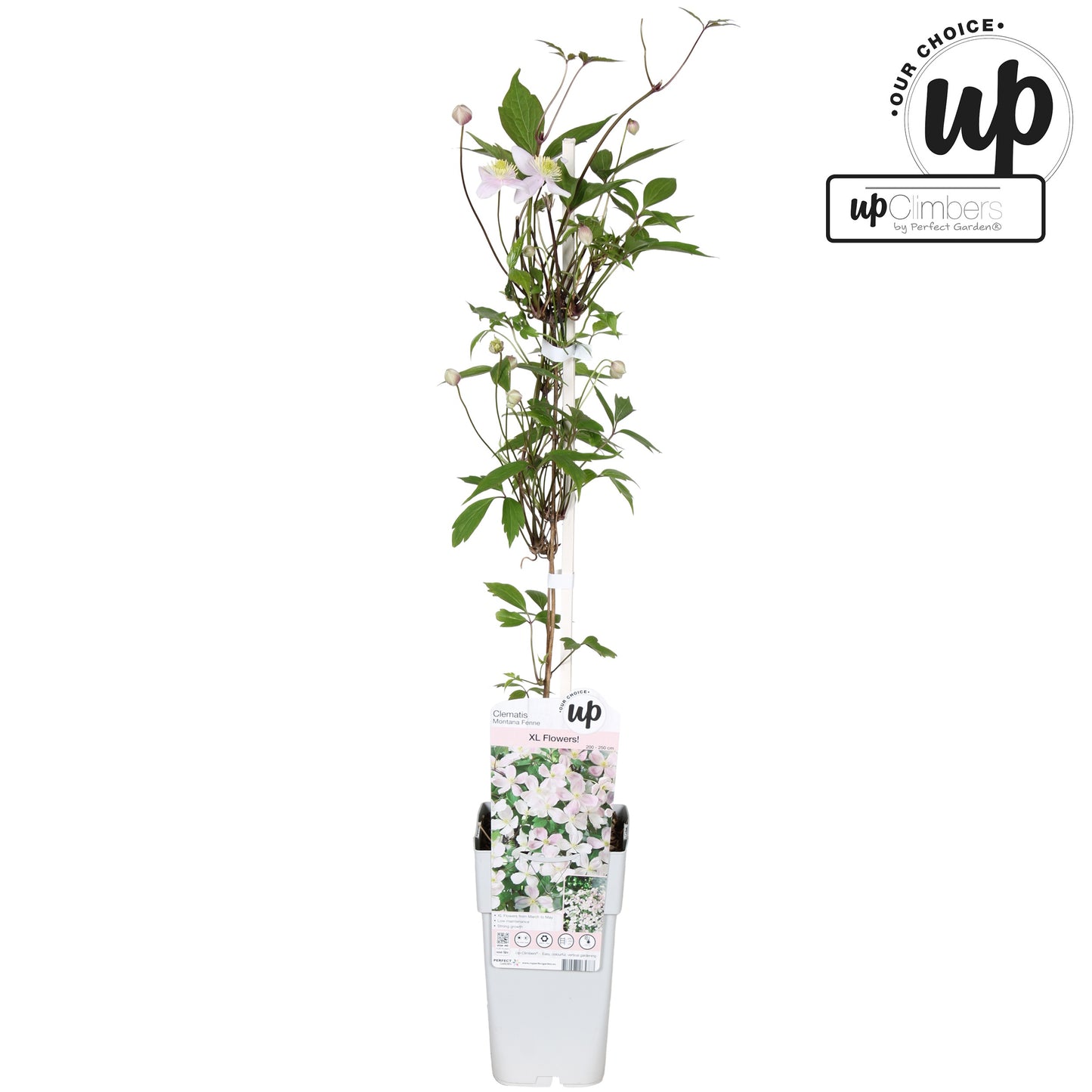 Clematis montana mix 65cm 15cm Pot