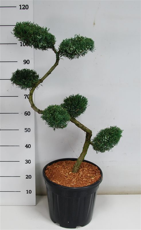 Juniperus virginiana Grey Owl 125cm 38cm Pot