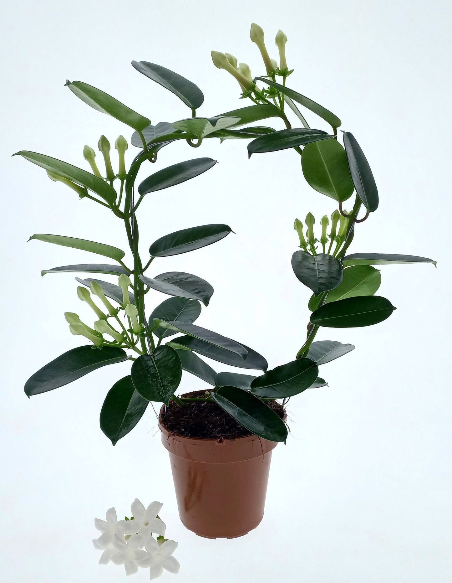 Stephanotis floribunda 45cm 12cm Pot