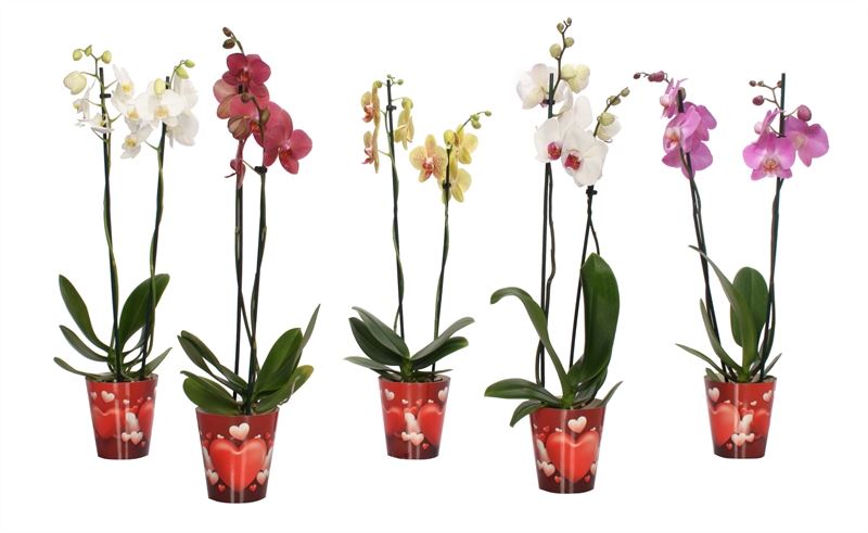 Phalaenopsis mix 70cm 12cm Pot