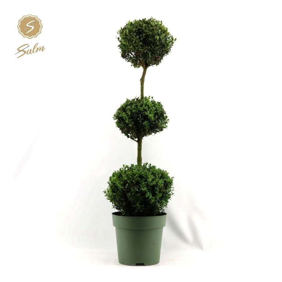 Salm, gebr. van der Buxus sempervirens Trioball Pack of 1