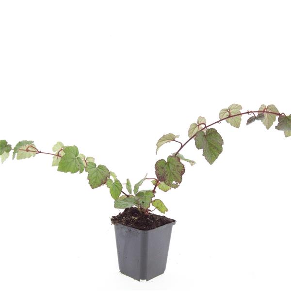 Rubus tricolor 5cm 9cm Pot