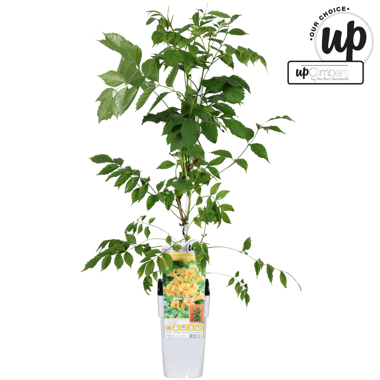 Campsis mix 65cm 15cm Pot