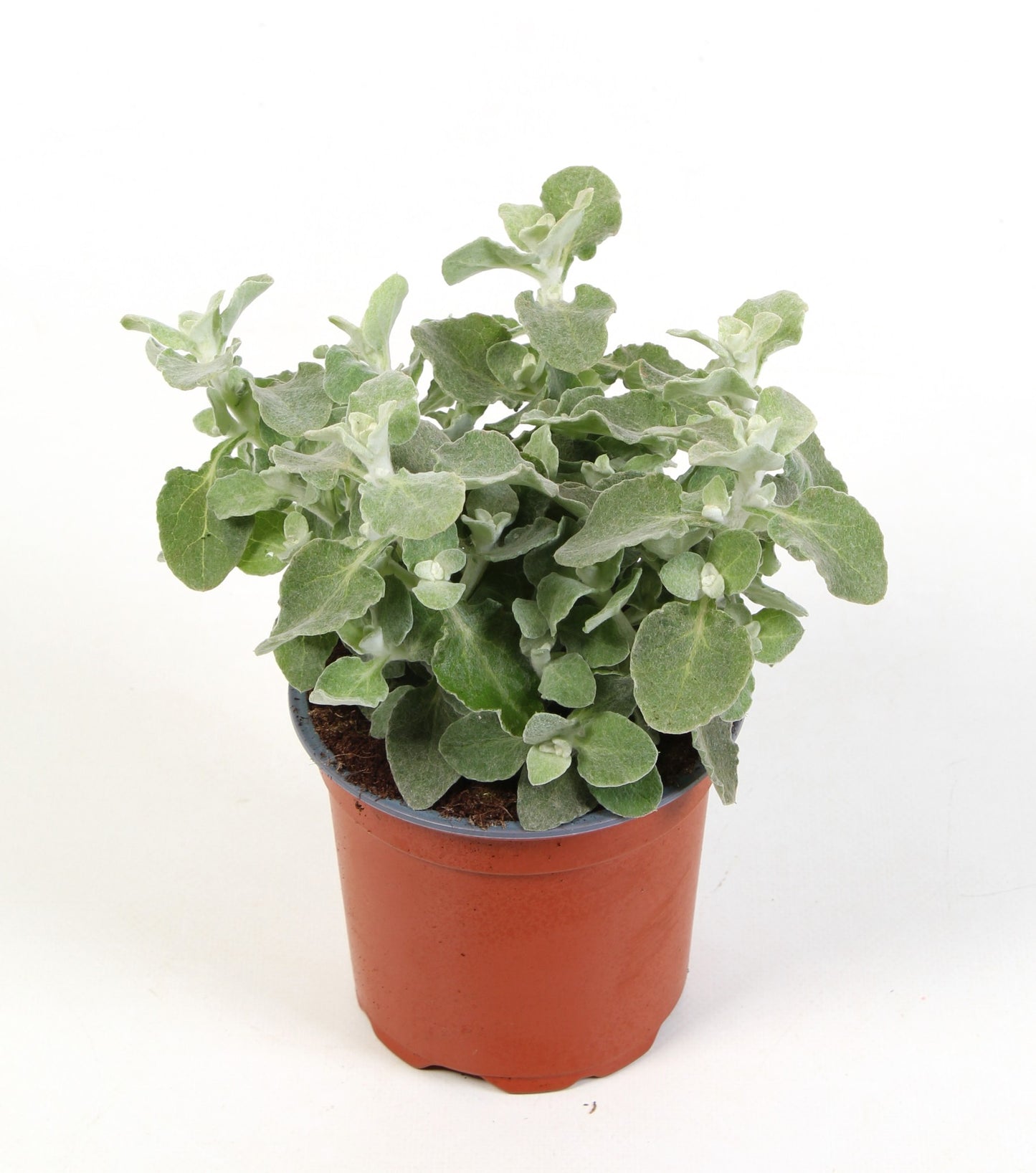 Helichrysum petiolare 15cm 510cm Pot