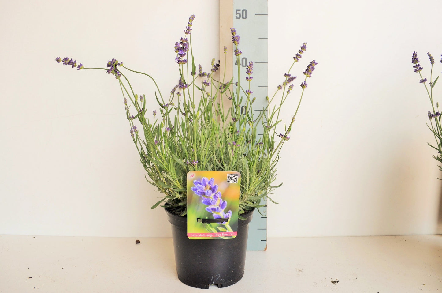 Roessel Tuinpl. VOF, B. v. Lavandula angustifolia Pack of 1
