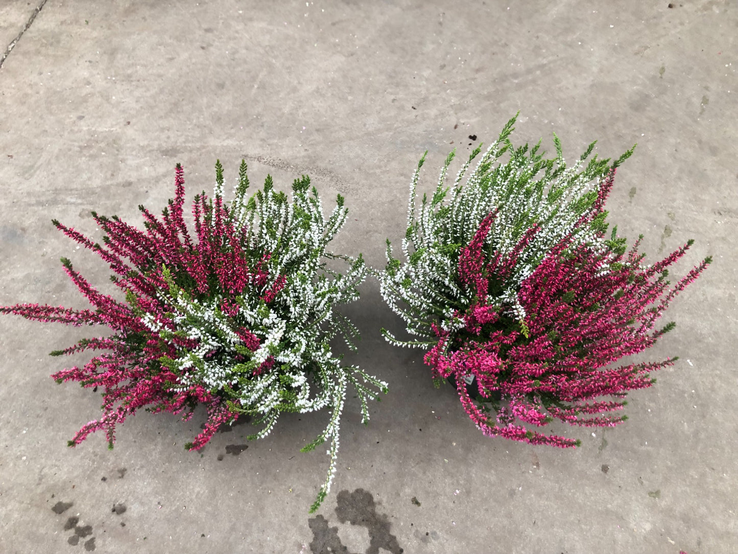Calluna Garden Girls mix 30cm 17cm Pot
