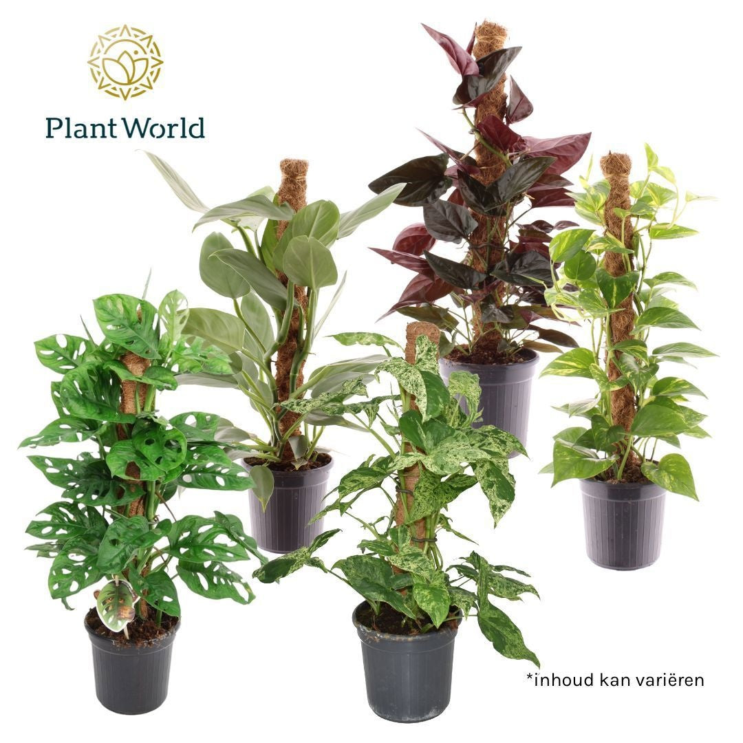 Foliage houseplants mix 60cm 16cm Pot