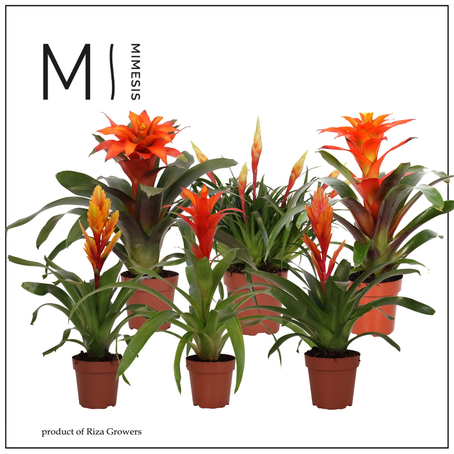 Bromelia Orange mix 45cm 12cm Pot