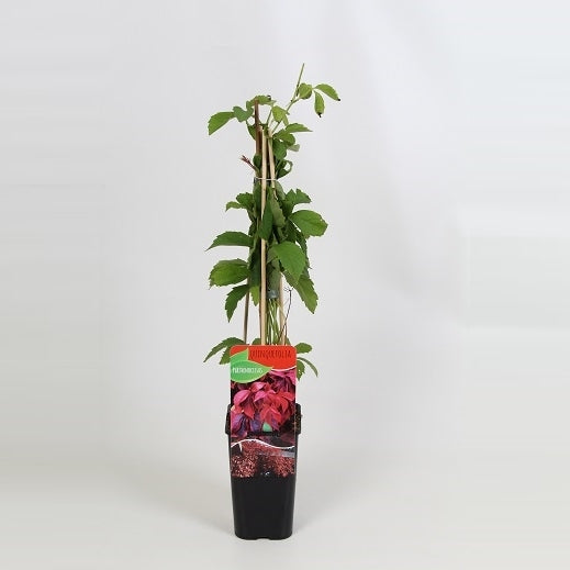 Parthenocissus quinquefolia 60cm 14cm Pot