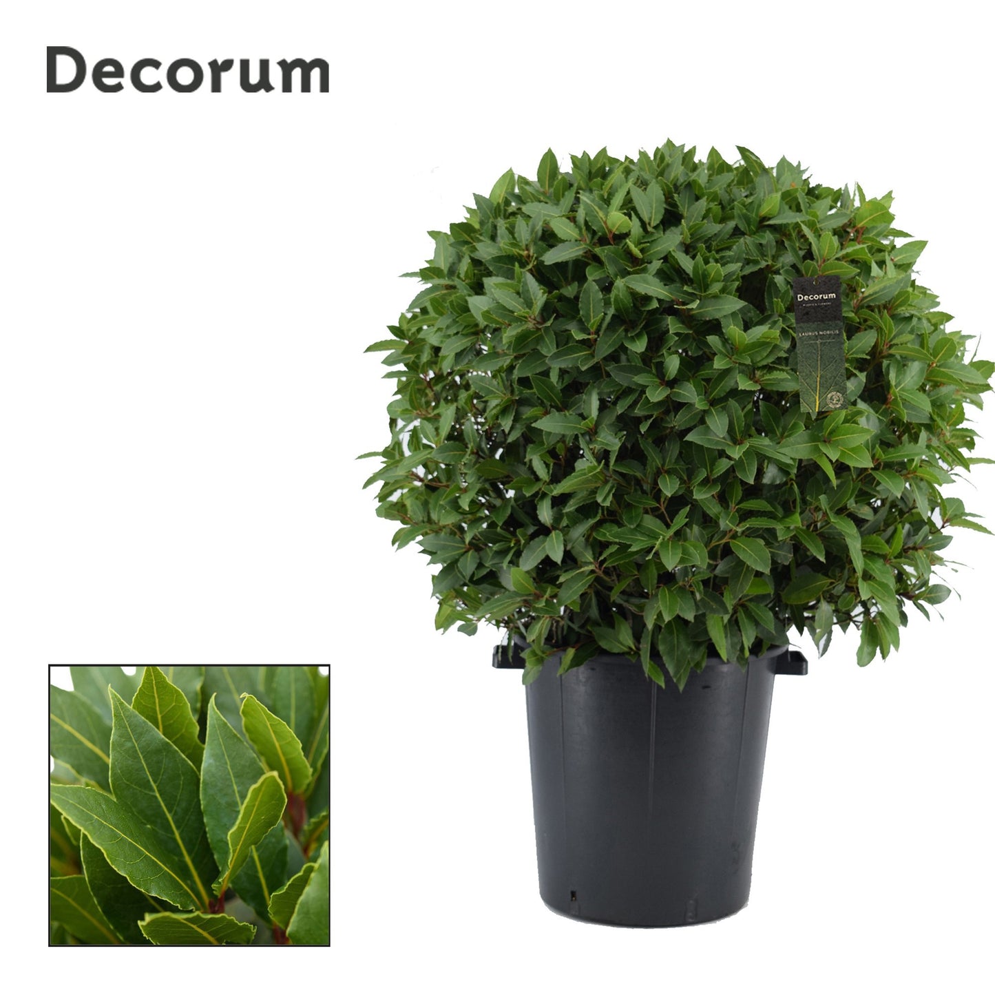 Laurus nobilis 105cm 40cm Pot