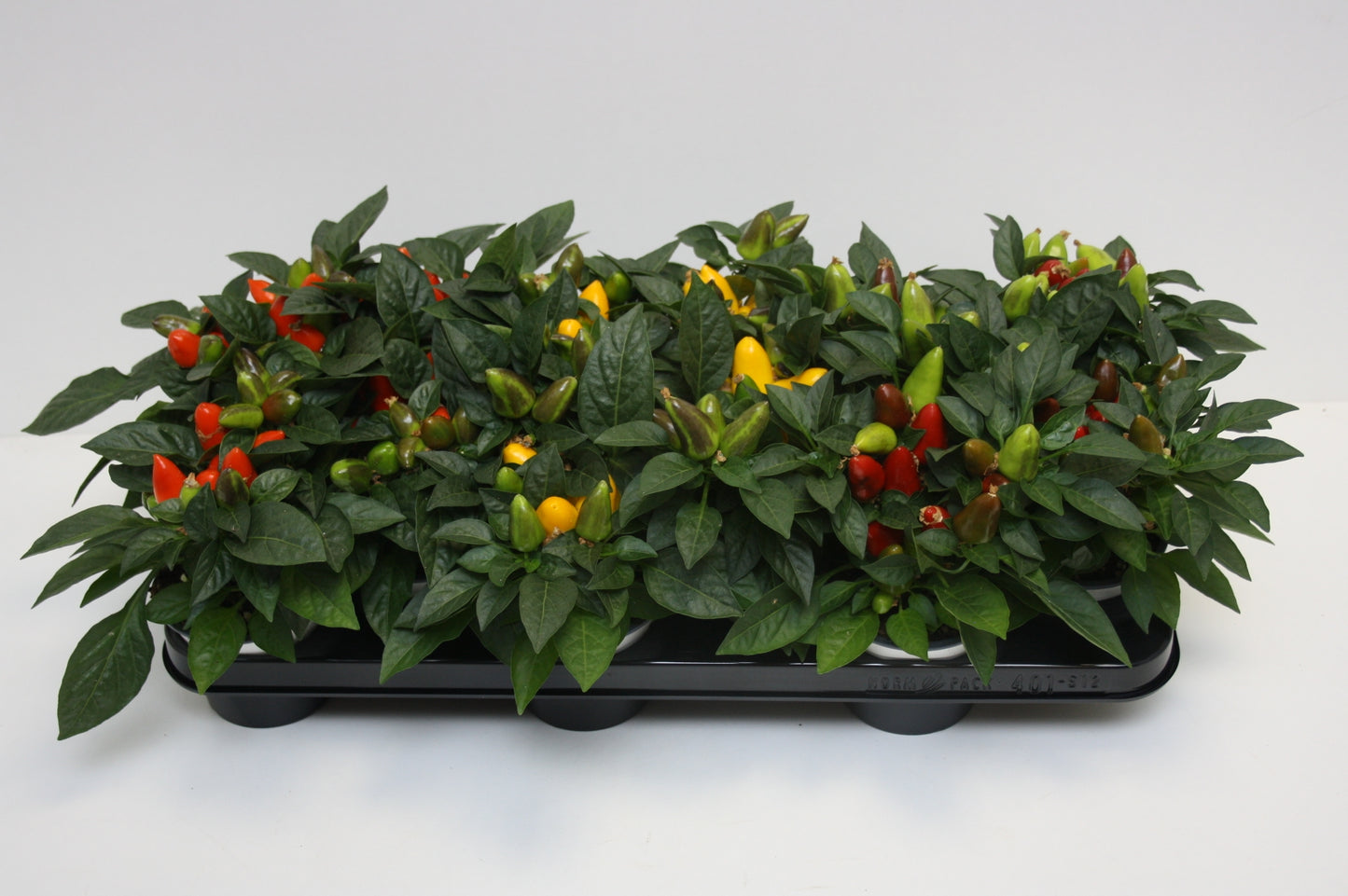 Capsicum ann. Samba mix 25cm 510cm Pot