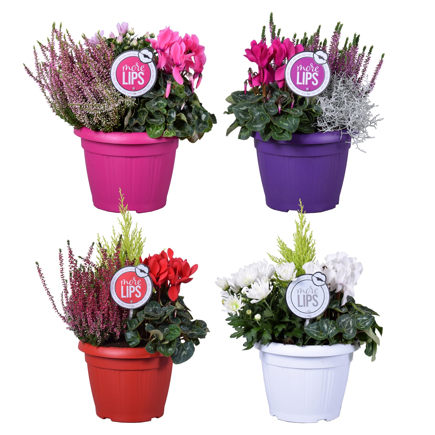 Bedding plants mixpot 30cm 22cm Pot
