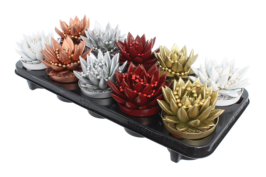 Echeveria colored mix 13cm 10.5cm Pot