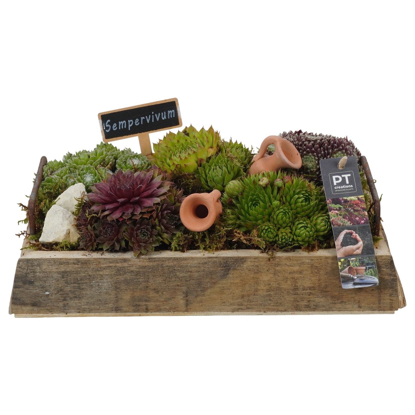 arr. Sempervivum 14cm 30cm Pot