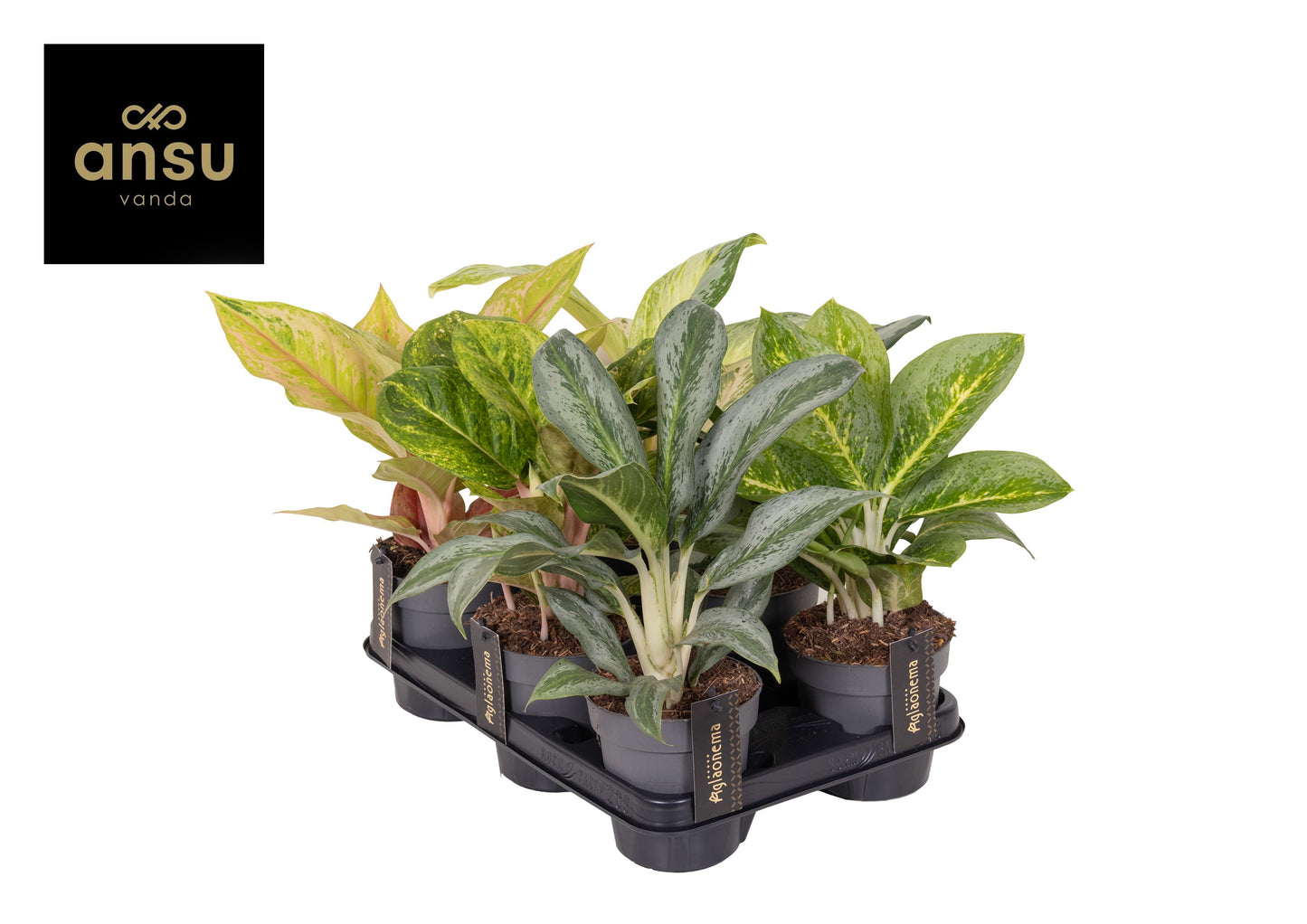 Aglaonema Hybrid 30cm 12cm Pot