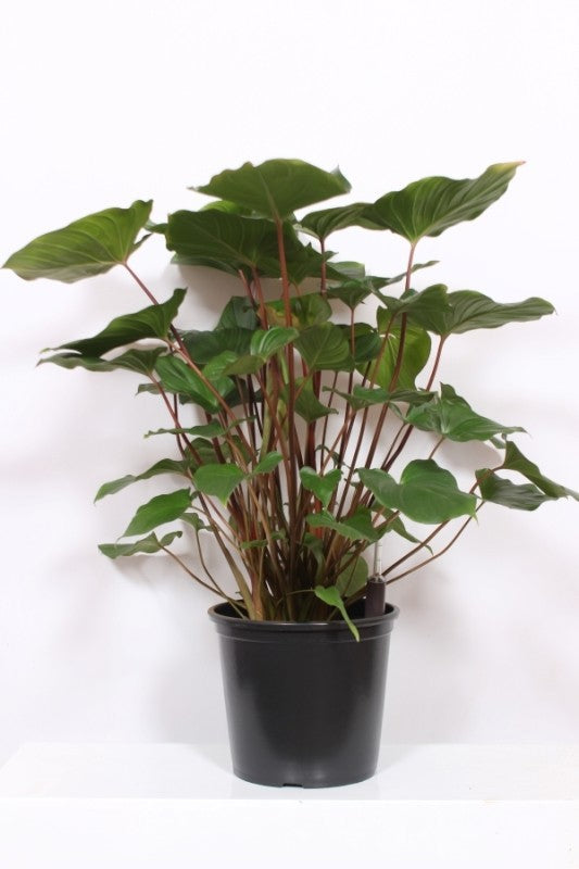 Homalomena Maggy 110cm 32cm Pot