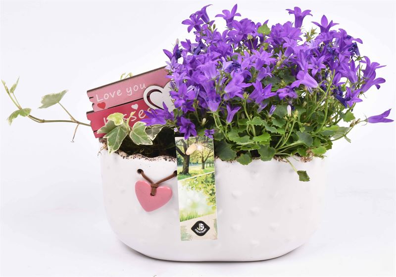 Campanula in terracotta pot 20cm Pot