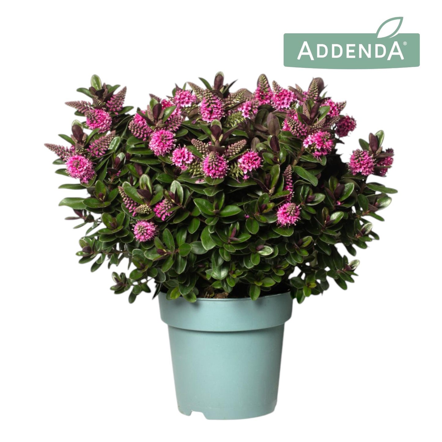 Hebe Vinoa Pink 35cm 15cm Pot