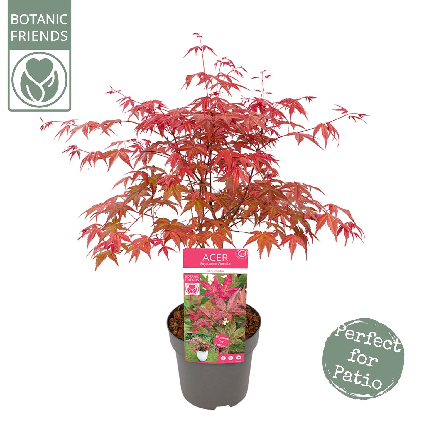 Acer Beni-maiko 55cm 19cm Pot