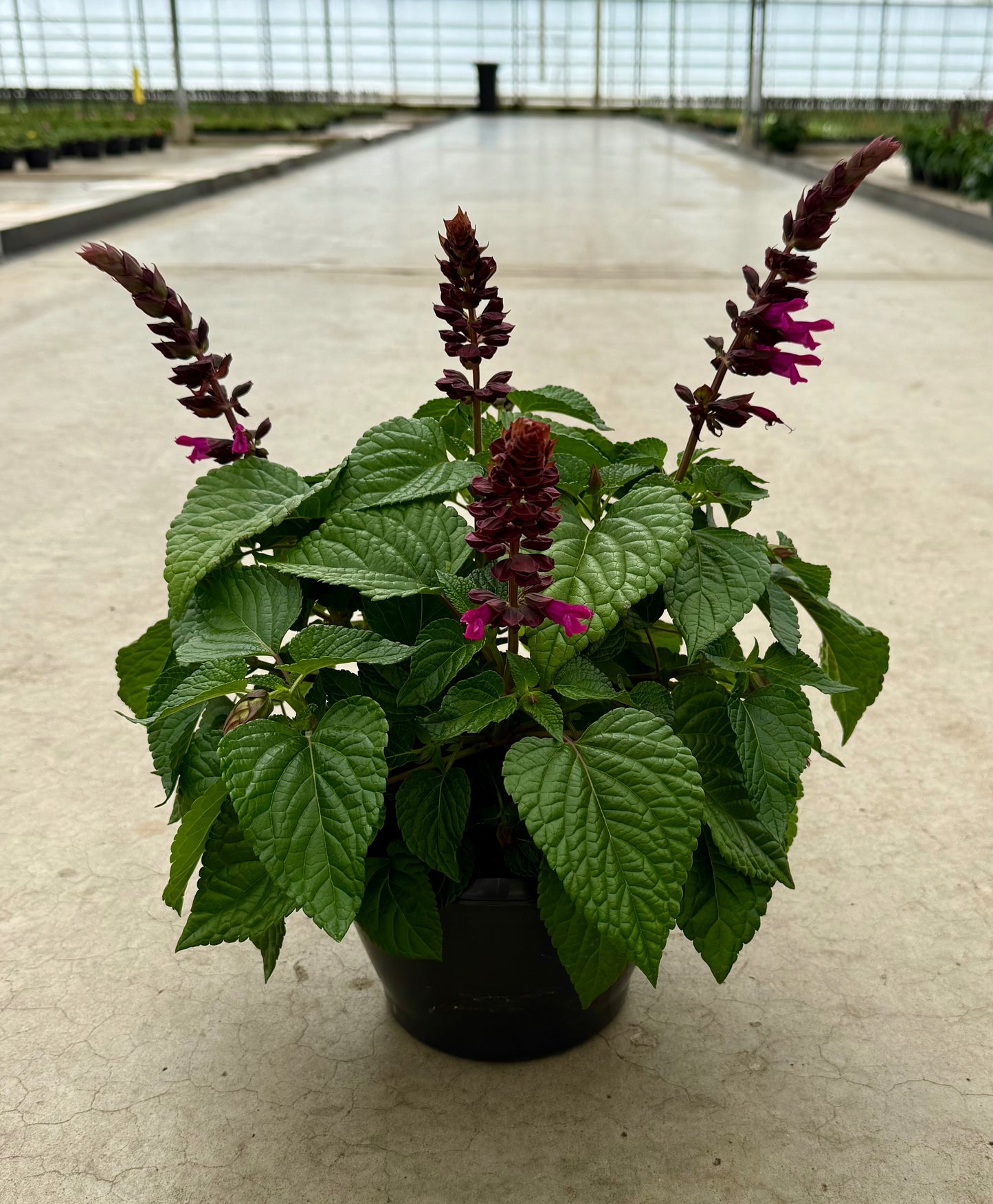 Salvia Salgoon Lake Flamingo 35cm 21cm Pot