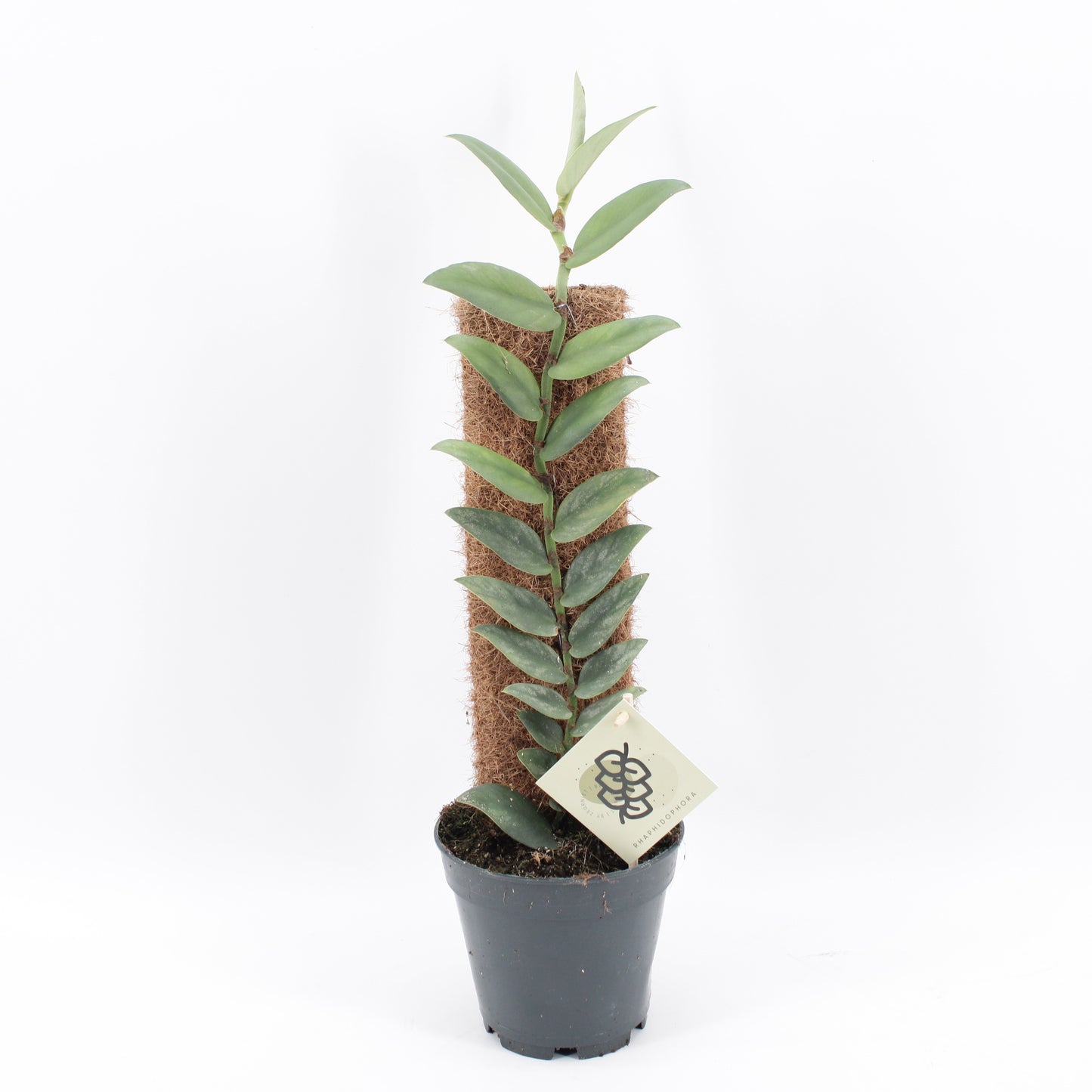 Rhaphidophora tenuis 50cm 14cm Pot